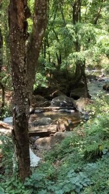 Meksika, Avandaro nehrinden akan tatlı su bitkilerin arasında.