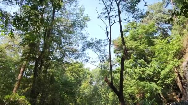 Vegetație Frunze Verzi Într Pădure Temperată Timpul Sezonului Primăvară — Videoclip de stoc