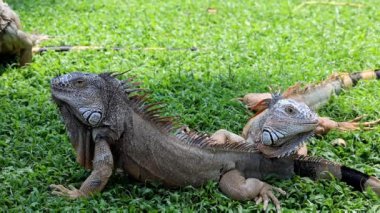 Yeşil çimenlerde güneşlenen bir çift iguana, nesli tükenmekte olan türler.