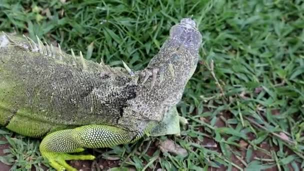 Iguana Recherche Nourriture Dans Herbe Verte Espèces Menacées — Video