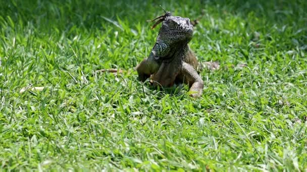 Iguana Caminando Cabeza Hierba Verde Especies Peligro Extinción — Vídeo de stock