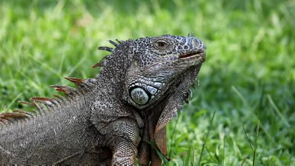 Προσέγγιση Στο Πρόσωπο Της Καραϊβικής Iguana Απειλούμενα Είδη — Αρχείο Βίντεο