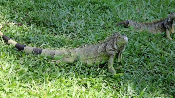 Iguana Tomando Sol Sobre Hierba Verde Especies Peligro Extinción — Vídeos de Stock