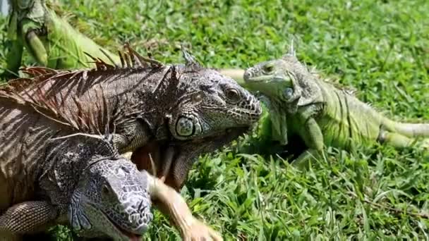 Iguanas Comendo Entre Grama Verde Espécies Ameaçadas Extinção — Vídeo de Stock