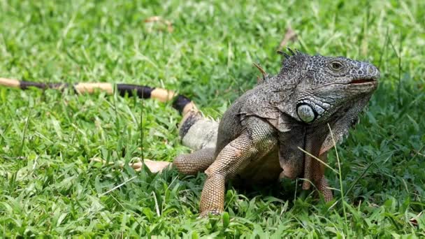 Yeşil Çimlerde Güneşlenen Iguana Nesli Tükenmekte Olan Türler — Stok video