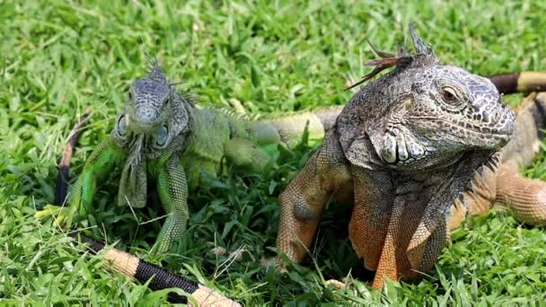 Iguanes Reposant Sur Herbe Verte Espèces Menacées — Video