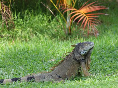 Bahçedeki yeşil çimlerde güneşlenen iguana.
