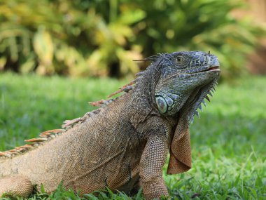 Bahçedeki yeşil çimlerde güneşlenen iguana.