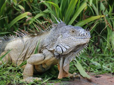 Yeşil bitkilerin arasından süzülen iguana, nesli tükenmekte olan türler