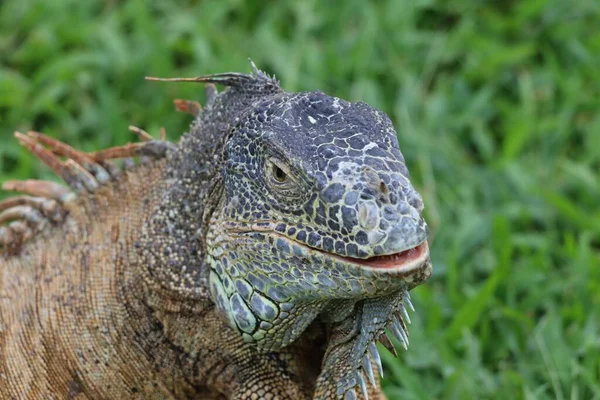 Rosto Uma Iguana Caribenha Uma Espécie Ameaçada Extinção — Fotografia de Stock