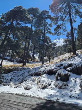 Toluca volkan bölgesinde kış mevsiminde ağaçlar ve karla kaplı dağ manzarası
