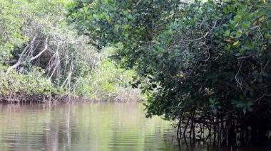Puerto Vallarta 'da mangrov ağaçları olan bir göl manzarası.