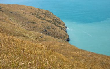 Yeni Zelanda 'da bir çayır ve Pasifik Okyanusu' nun bir körfezi manzarası. Güzel manzara, seyahat konsepti, açık hava aktiviteleri..