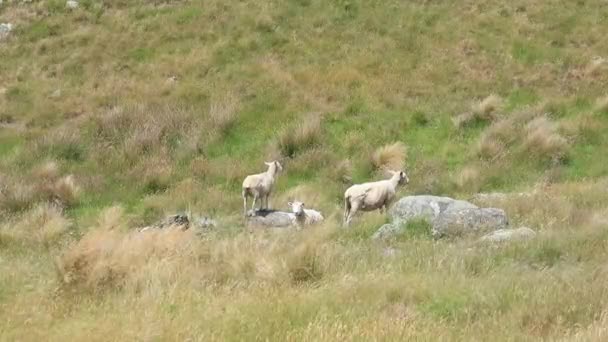 在新西兰附近的一个多山的草地上 一群羊正在吃草 农业的概念 — 图库视频影像