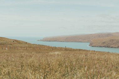Yeni Zelanda 'da bir çayır ve Pasifik Okyanusu' nun bir körfezi manzarası. Güzel manzara, seyahat konsepti, açık hava aktiviteleri..