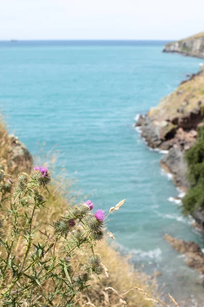 Морской Пейзаж Национального Парка Новой Зеландии Морской Залив Каменистым Берегом — стоковое фото