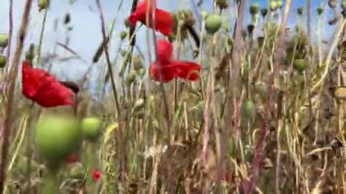 Kırmızı gelincikler mavi gökyüzüne karşı bir çayırda rüzgarda sallanır. Doğadaki güzellik kavramı, sakin doğal bir sahne..