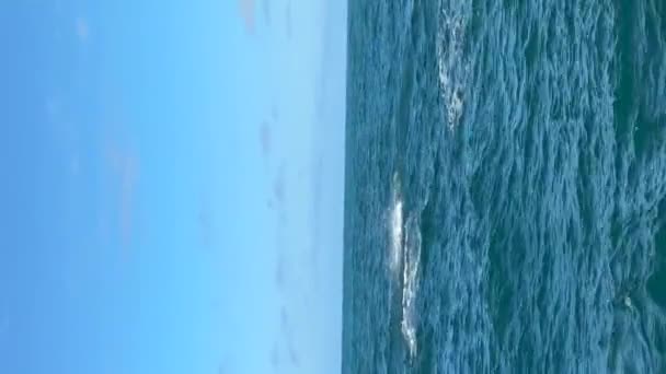 Дикие Дельфины Веселятся Прыгая Океан Новой Зеландии Вертикальное Видео Сцены — стоковое видео