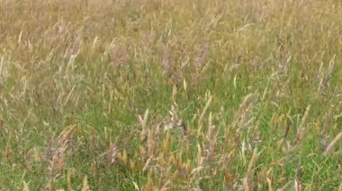 Sakin, güneşli bir çayır, çimenler rüzgarda hafifçe hareket ediyor. Güzel vahşi yaşam sahneleri.