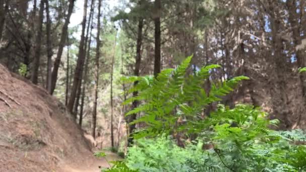 ニュージーランドの針葉樹林の風の中でシダの葉が動きます 自然の風景 — ストック動画