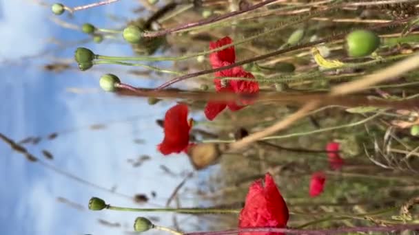 Papoilas Vermelhas Estão Balançando Vento Uma Abelha Voa Sobre Flores — Vídeo de Stock