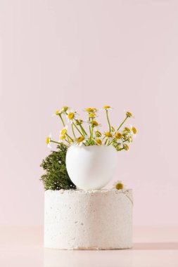 Bahar ve Paskalya konsepti, açık pembe arka planda bir podyumda yumurta kabuğu papatya demeti. Boşluğu kopyala.