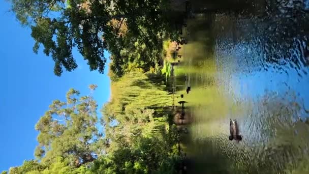 Качки Плавають Ставку Осінній Сонячний День Вертикальне Відео Концепція Диких — стокове відео