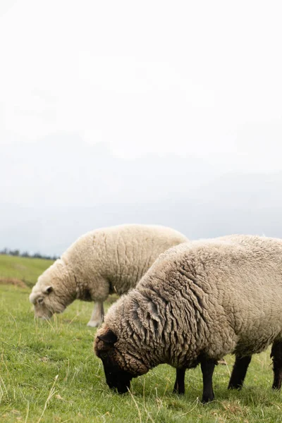 Yeni Zelanda Koyunlar Dışarıda Otlar Küçük Sığır Konsepti Hayvancılık — Stok fotoğraf
