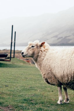 Yeni Zelanda 'da koyunlar dışarıda otlar. Küçük sığır konsepti, hayvancılık.