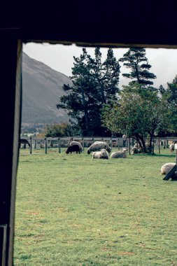 Yeni Zelanda 'da koyunlar dışarıda otlar. Küçük sığır konsepti, hayvancılık.