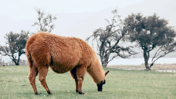 Lama Brun Broute Dans Une Prairie Par Une Journée Nuageuse — Photo