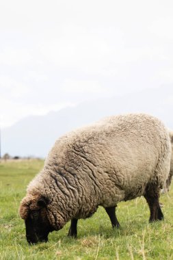 Yeni Zelanda 'da koyunlar dışarıda otlar. Küçük sığır konsepti, hayvancılık.