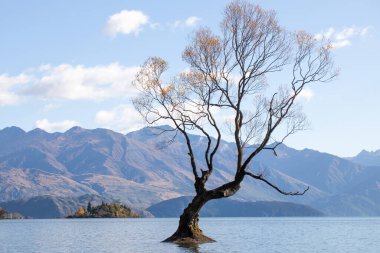 Sonbaharda Wanaka, Yeni Zelanda 'da ağaç manzarası. Seyahat kavramı.