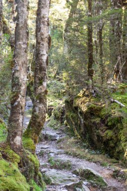 Yeni Zelanda 'nın tropik yağmur ormanları. Yeşil doğal arkaplan