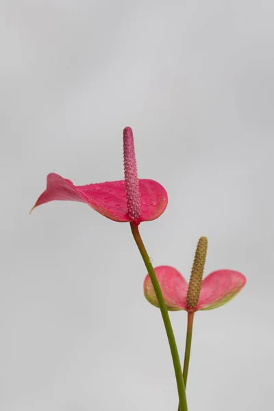 Indoor Anthurium plant with beautiful pink flowers on a grey background. The concept of indoor plants.