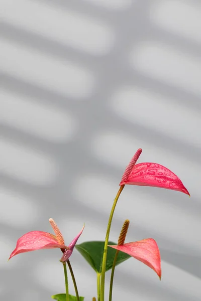 Внутренний Anthurium Завод Красивыми Розовыми Цветами Сером Фоне Тенями Концепция — стоковое фото
