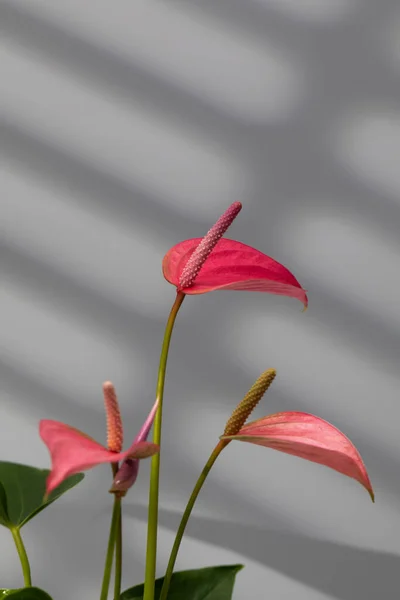 Indoor Anthurium plant with beautiful pink flowers on a grey background with shadows. The concept of indoor plants.
