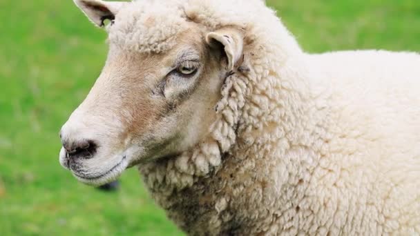 Schafe Weiden Neuseeland Freien Das Konzept Von Kleinvieh Tierhaltung — Stockvideo