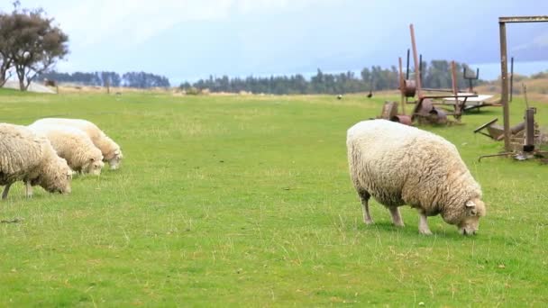 在新西兰 羊在户外吃草 小牲畜 畜牧业的概念 — 图库视频影像