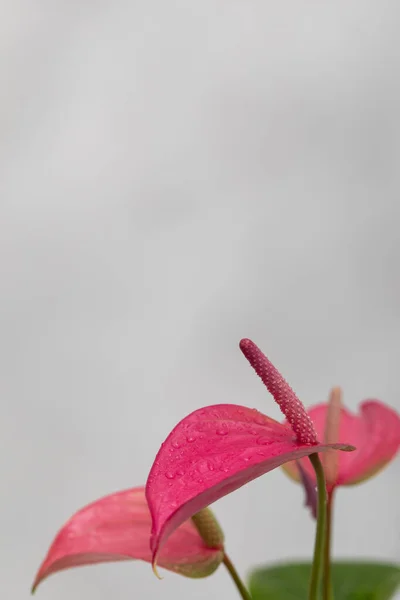 Внутренний Anthurium Завод Красивыми Розовыми Цветами Сером Фоне Концепция Комнатных — стоковое фото