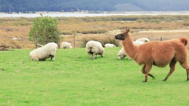 在新西兰 一头美洲驼和一群羊在草地上吃草 羊毛生产农场 农耕概念 野生和家畜 — 图库视频影像