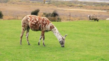 Alpaca, Yeni Zelanda 'da bir çayırda otluyor. Yün üretim çiftliği. Çiftçilik kavramı, vahşi ve evcil hayvanlar.