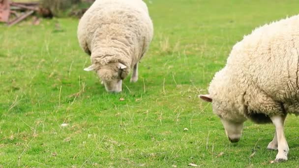 Ovelhas Pastam Livre Nova Zelândia Conceito Gado Pequeno Pecuária — Vídeo de Stock