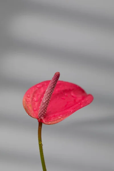 Indoor Anthurium plant with beautiful pink flowers on a grey background with shadows. The concept of indoor plants.