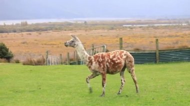 Alpaca, Yeni Zelanda 'da bir çayırda otluyor. Yün üretim çiftliği. Çiftçilik kavramı, vahşi ve evcil hayvanlar.