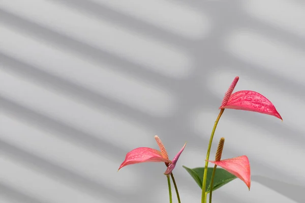 Indoor Anthurium plant with beautiful pink flowers on a grey background with shadows. The concept of indoor plants. Copy space