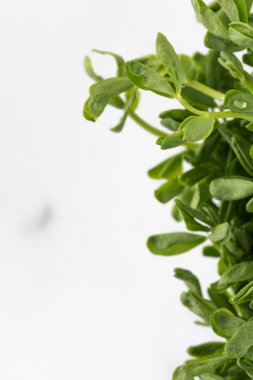 Taze mikro-yeşillik yakın plan. Sağlıklı beslenme kavramı. Boşluğu kopyala