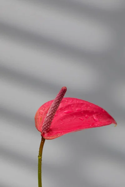 Внутренний Anthurium Завод Красивыми Розовыми Цветами Сером Фоне Тенями Концепция — стоковое фото