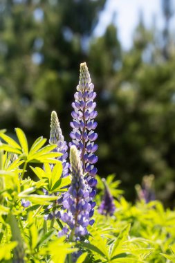Ormanda mor lupin. Yabani çiçekler konsepti.
