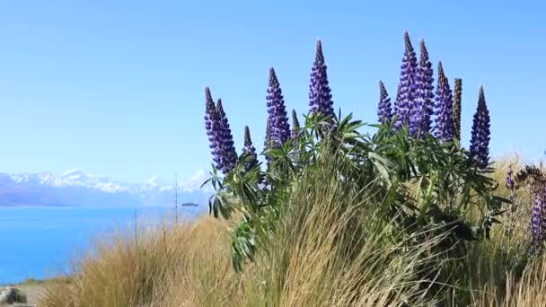 Прекрасний Пейзаж Квітучих Люпин Озеро Засніжені Гори Весна Новій Зеландії — стокове відео
